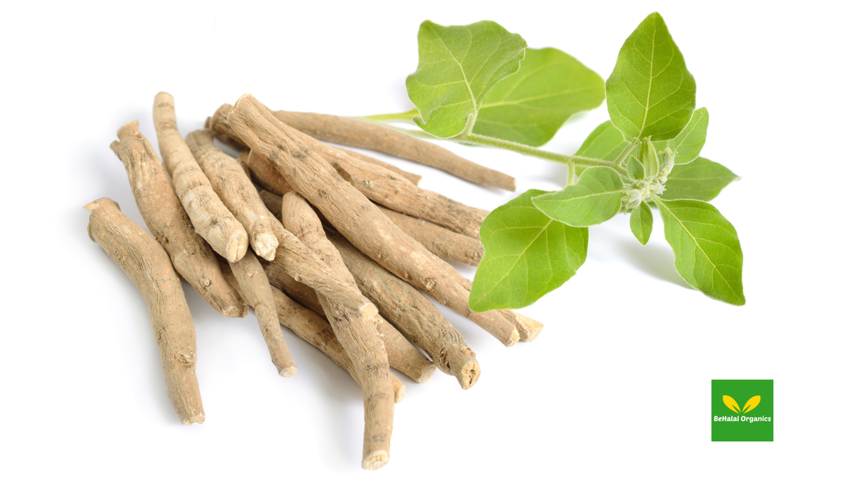 Ashwagandha for Total Body Wellness: How This Ancient Herb Supports Modern Health