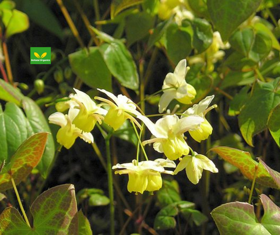 Unlocking the Health Benefits of Horny Goat Weed: A Natural Wonder