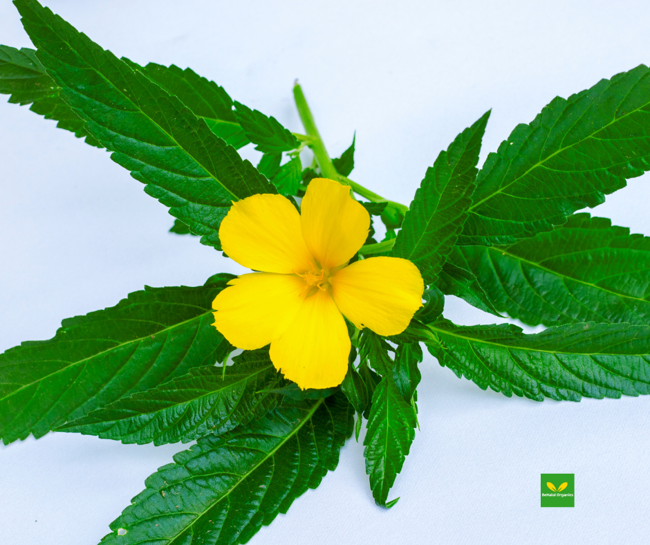 The Health Benefits of Damiana