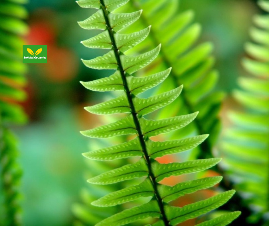 The Benefits of Kalawalla