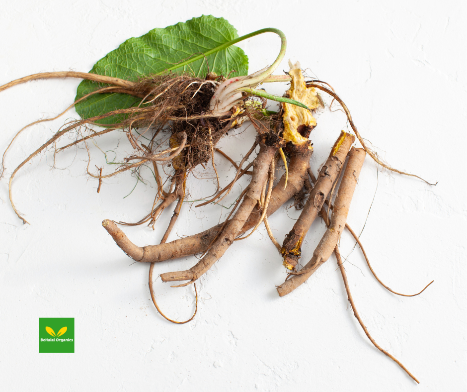 Benefits of Yellow Dock Root: Nature's Wellness Ally
