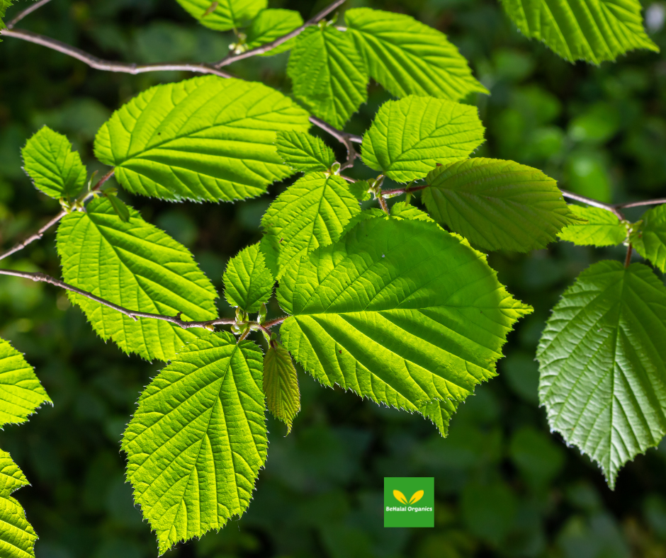 The Benefits of Slippery Elm: Nature's Soothing Secret
