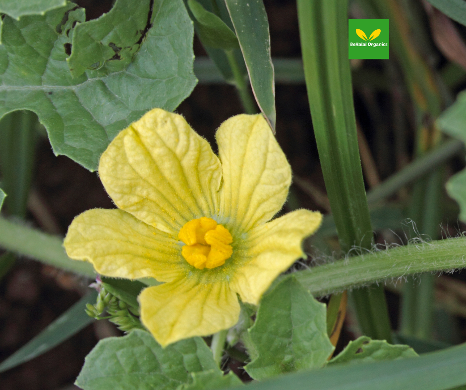 The Health Benefits of Fadogia Agrestis