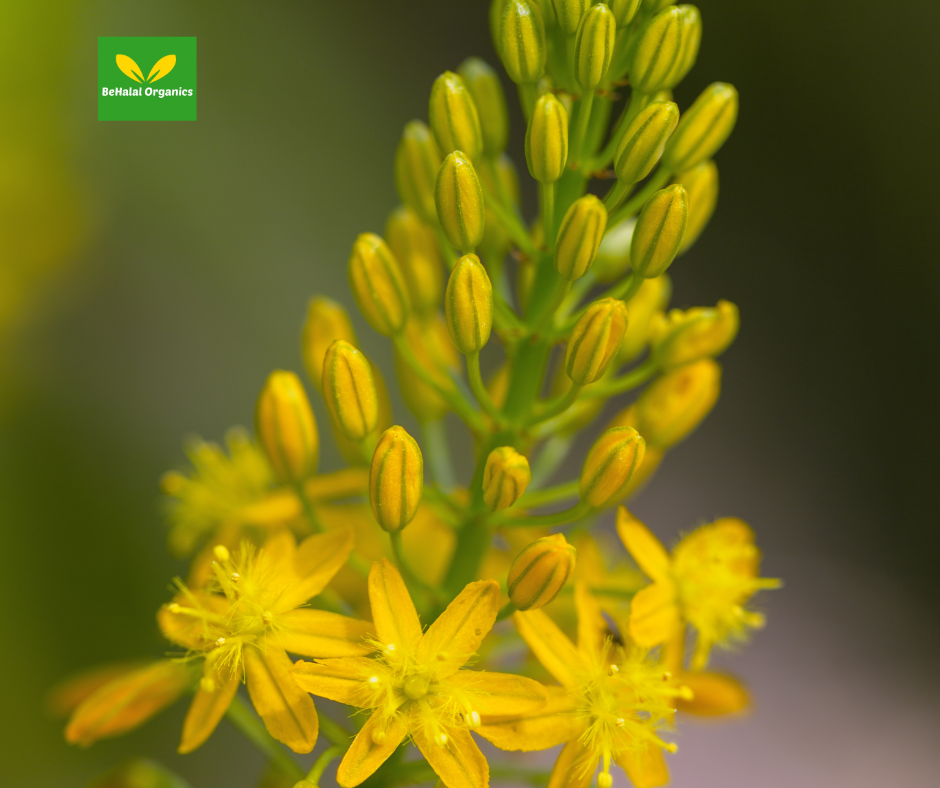 Bulbine Natalensis: Key to Healthy Growth
