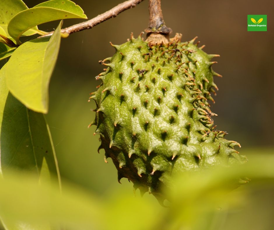 Soursop: The Superfruit with Incredible Health Benefits