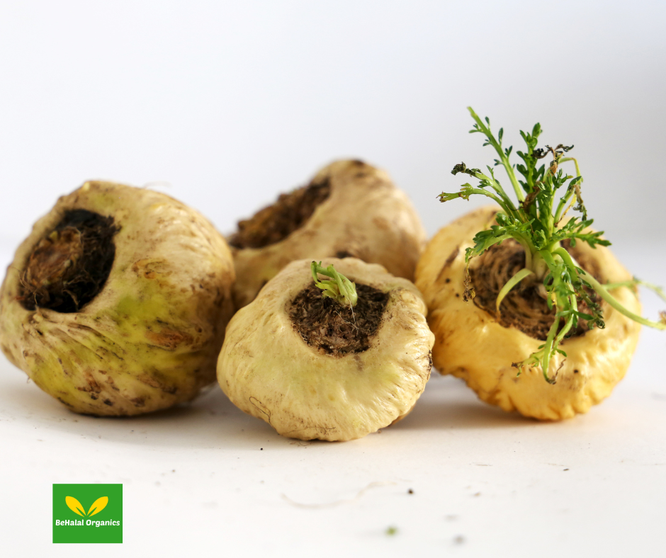 Powerful Maca Health Benefits for Wellness