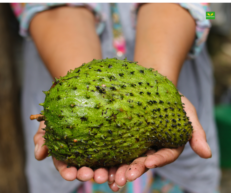 Soursop: The Complete Guide to This Tropical Wonder