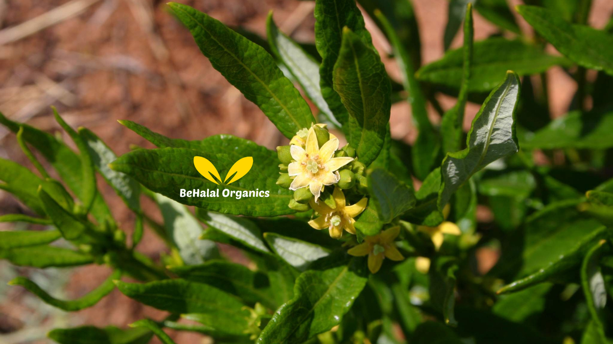 Is Fadogia Agrestis Safe? Side Effects, Cycling, and What You Need to Know Before Use