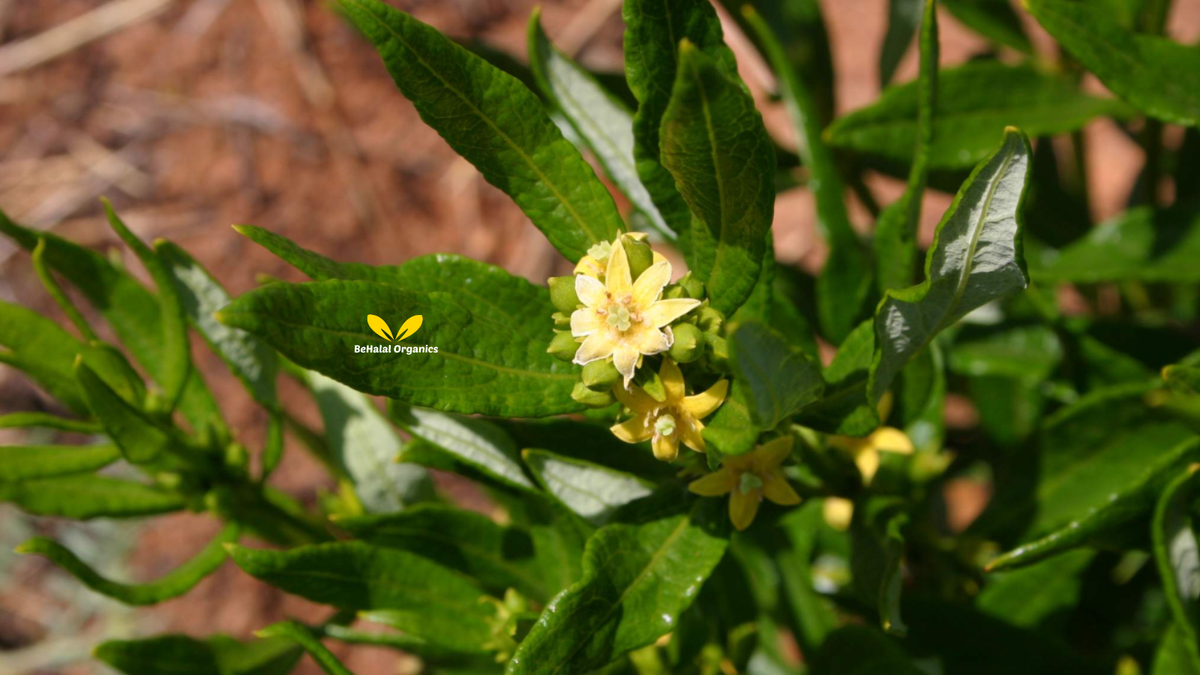How Fadogia Agrestis supports male vitality