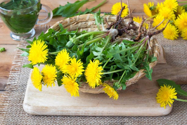 Discover 5 Effective Ways to Use Dandelion Roots for Better Health