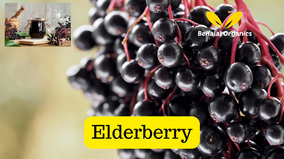 Sea Moss Powder with Elderberry: Benefits, Uses, and How to Take It
