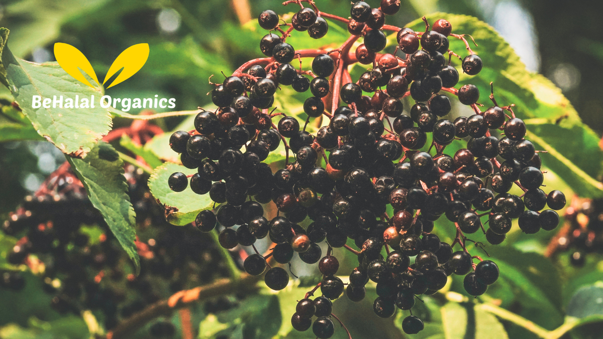 Elderberry Explained: Nutritional Value, Benefits, and Best Ways to Consume
