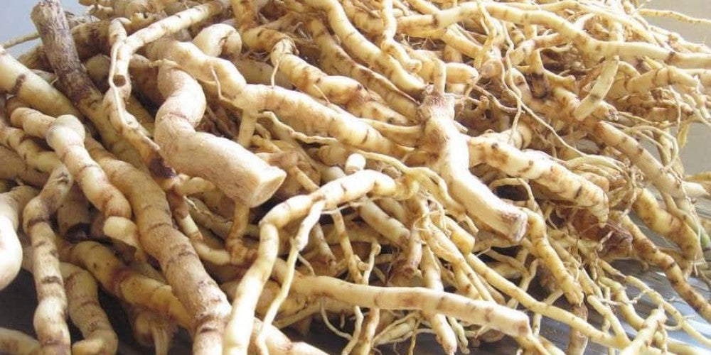 Mondia whitei: The Natural Wonder for Boosting Libido and Vitality in Men