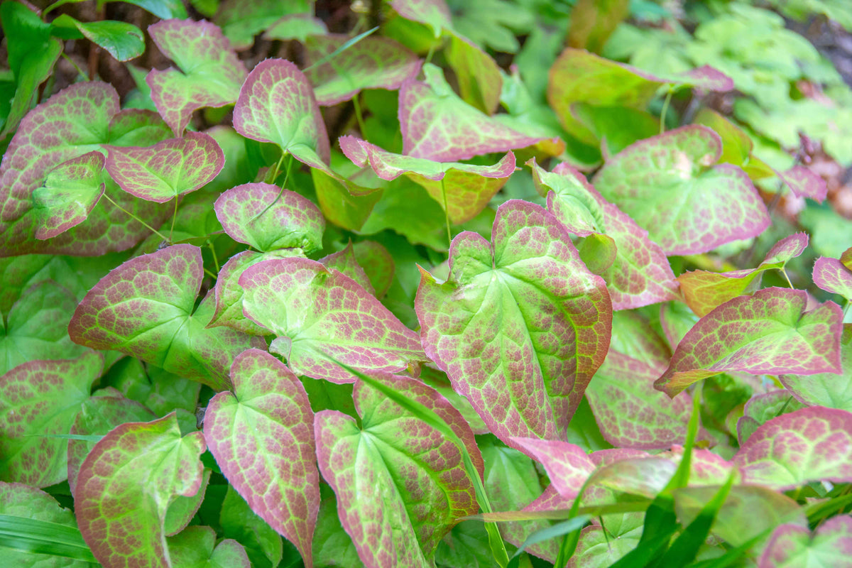 Unlocking the Power: Horny Goat Weed Health Benefits Revealed