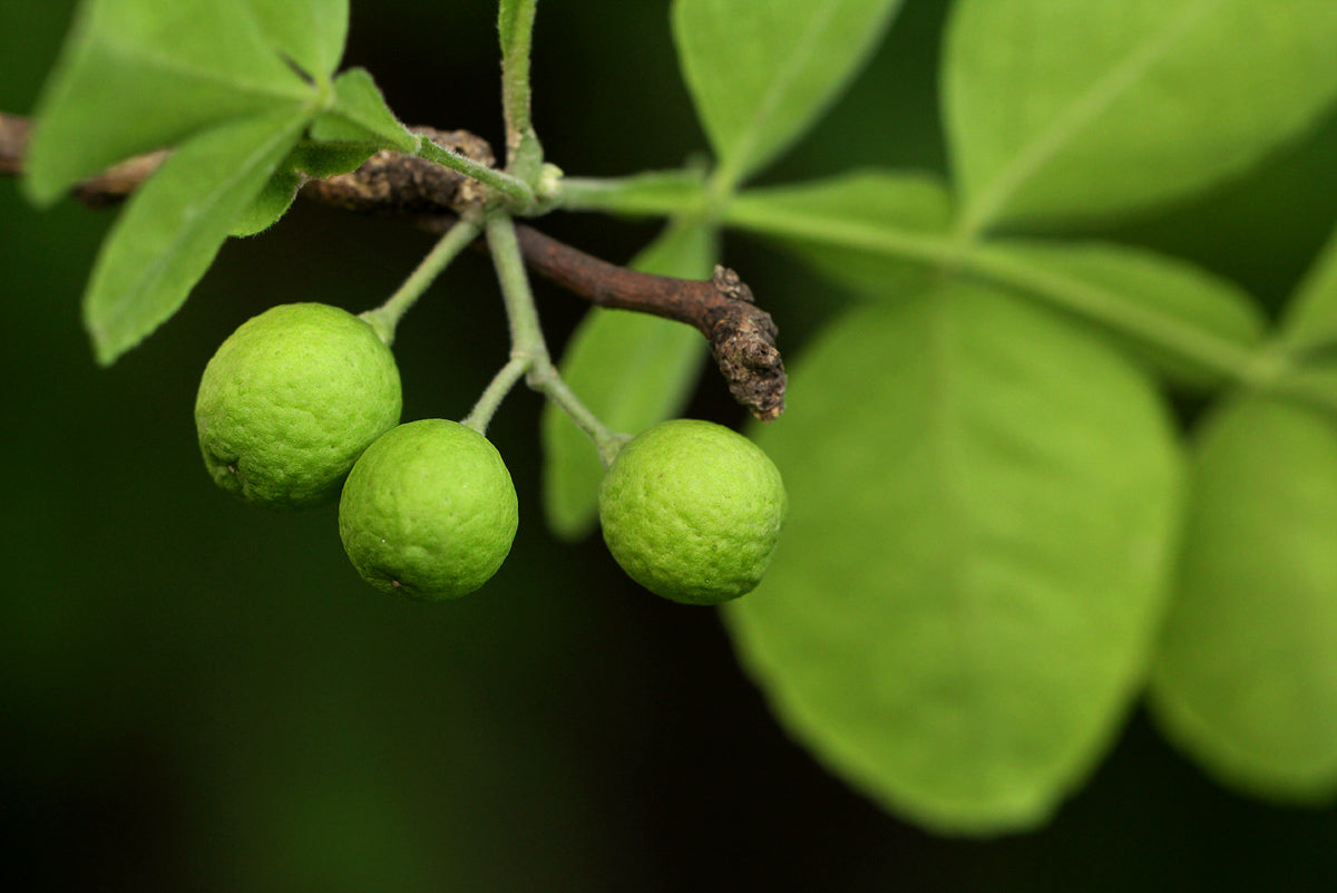 Understanding Omuboro: The Nutrient-Rich Superfood