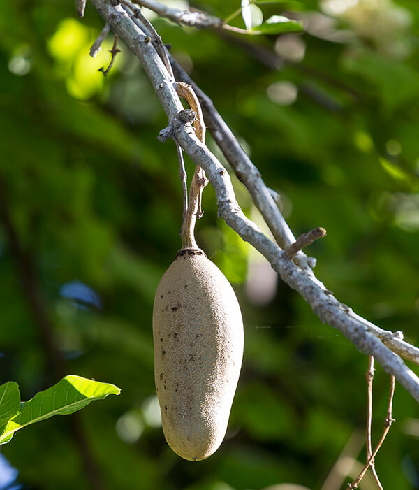 Discover the Health Benefits of Sausage Fruits
