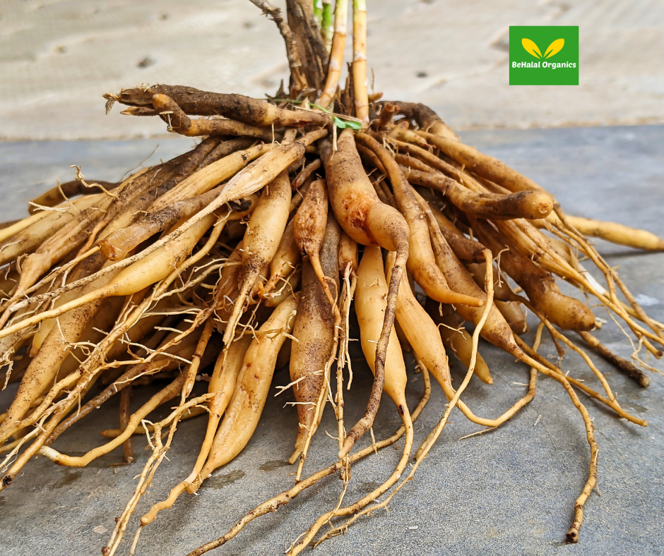 Shatavari: Ultimate Guide to Ayurvedic Healing