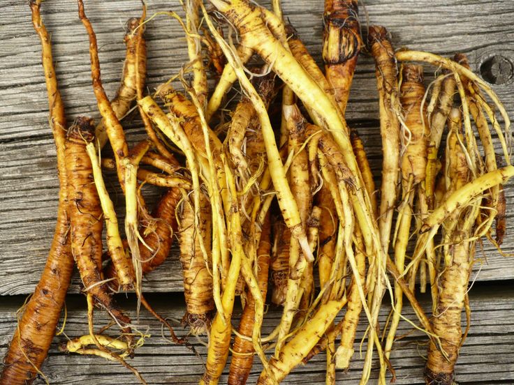 Unveiling the Health Benefits of Yellow Dock